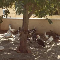 قوغاز خاکستری|حیوانات مزرعه|پیشوا, |دیوار