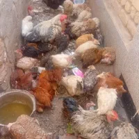 مرغ خروس رسمی گردن لختی  قیمت مناسب|حیوانات مزرعه|قم, یزدان‌شهر|دیوار