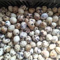 تخم تازه بلدرچین