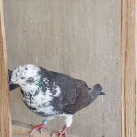 پرنده|پرنده|قم, آزادگان|دیوار