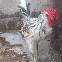 خروس گلین چهل تاج ریشی|حیوانات مزرعه|اصفهان, کارلادان|دیوار