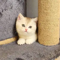 بچه گربه های اسکاتیش بریتیش پرشین iran cats|گربه|قم, آزادگان|دیوار