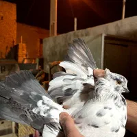 ماده چلچله کاکلی و نر فولادی|پرنده|آران و بیدگل, |دیوار