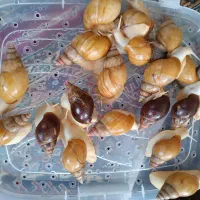 حراج حلزون مولد تخم گذار قیمت مقطوع