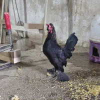 خروس جوان یوسل بلژیکی زیبا|حیوانات مزرعه|قم, کاسه گران|دیوار