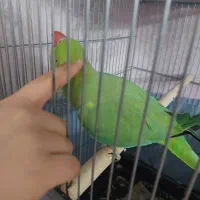 طوطی ملنگو ماده مست