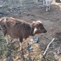 گوساله گاومیش