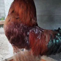 خروس محلی درشت