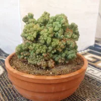 گل و گلدان کاکتوس صخره ای مینیاتوری ریز|گل و گیاه طبیعی|قیدار, |دیوار