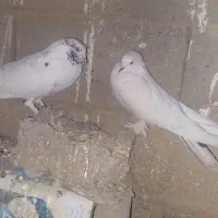 سفید پر