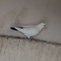 کبوتر دم سیاه کرمانی