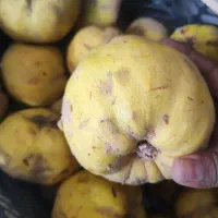 به درشت وابدار