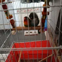 جفت طوطی کوتوله برزیلی