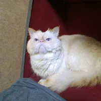 گربه پرشین نر برای جفت گیری|گربه|رشت, توشیبا|دیوار