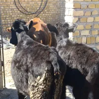 4 راس گوساله بزرگ ۱۳۰ کیلوئی