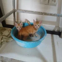 گربه