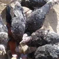 فروش تعدادی بوقلمون و جوجه مرغ محلی