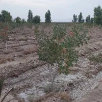 فروش و تهاتر باغ پسته اقساط|فروش زمین و ملک کلنگی|کوهنجان, |دیوار