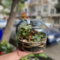 گل کادویی/تراریوم/دائمی/گل و گیاه|گل و گیاه طبیعی|سرعین, |دیوار