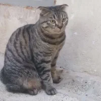 گربه اسکاتیش
