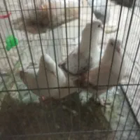 کبوتر روکتی|پرنده|خمینی‌شهر, |دیوار