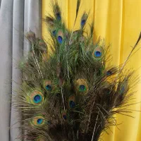 پر طاووس نر