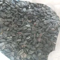 تخمه افتابگردان