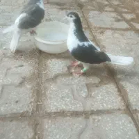 کفتر.