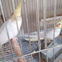 چند جفت عروس هلندی مولد و کار داده