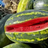 فروش هندوانه