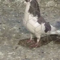 کبوتر