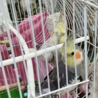 عروس هلندی دستی و رام با قیمتی بسیارمناسب