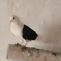 کبوتر ترکیه ایناق هواگیر