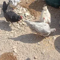 ۱عدد مرغ محلی۲عدد مرغ گلین بفروش میرسد