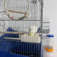 عروس هلندی|پرنده|قم, نخودی|دیوار