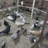 فروش بیله کفتر|پرنده|اردکان, |دیوار