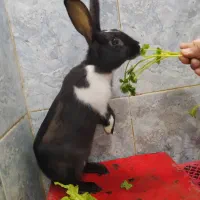 خرگوش|موش و خرگوش|دزفول, |دیوار