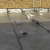 دیشی کار درست کار درست