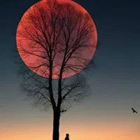 دار تابلو فرش چله کشی شده