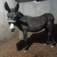 الاغ گله ای|حیوانات مزرعه|آران و بیدگل, |دیوار