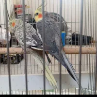 جفت عروس هلندی کار داده|پرنده|مهاباد (آذربایجان غربی), |دیوار