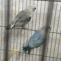 کوتوله با تعیین جنسیت