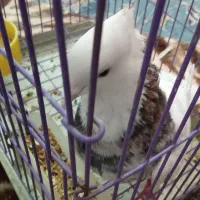 سلام‌طوقی‌هفت‌رنگ‌سرور‌سالم‌|پرنده|قم, نخودی|دیوار