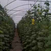 خریدار پروانه گازائیل برای گلخانه سنتی