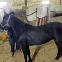 کره اسب مادیان شجردار