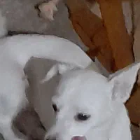 خانگی با اصالت ،نر،