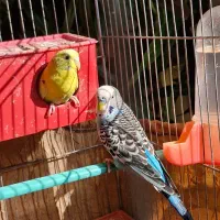 مرغ عشق مولد|پرنده|اصفهان, رسالت|دیوار