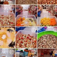 طوطی کده نوظهور ، اردبیل