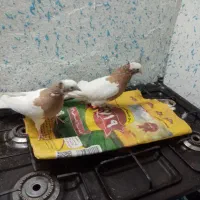 کبوتر|پرنده|شیراز, اکبر آباد|دیوار