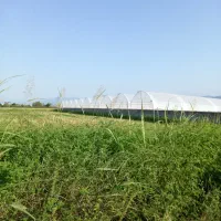 فروش انواع سازه گلخانه  طرح یزدی  اسپانیایی